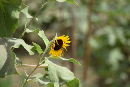Sunflower close up green plant background, nature flora in gardenの写真素材