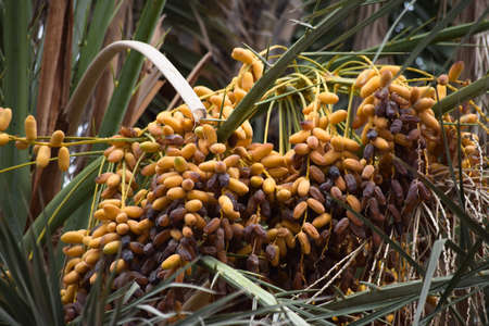 sweet fruit dates yellow in color hanging  on date tree in garden, food nutrition palm backgroundの写真素材