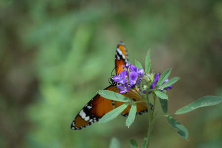 orange red Asian butterfly on pink flowers, flying insect wildlife animal outdoor garden, plant flora nature Baluchistan Pakistanの写真素材