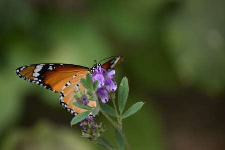 orange red Asian butterfly on pink flowers, flying insect wildlife animal outdoor garden, plant flora nature Baluchistan Pakistanの写真素材