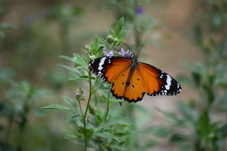 orange red Asian butterfly on pink flowers, flying insect wildlife animal outdoor garden, plant flora nature Baluchistan Pakistanの写真素材