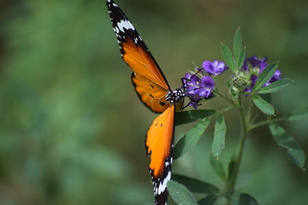 orange red Asian butterfly on pink flowers, flying insect wildlife animal outdoor garden, plant...