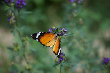 orange red Asian butterfly on pink flowers, flying insect wildlife animal outdoor garden, plant flora nature Baluchistan Pakistanの写真素材