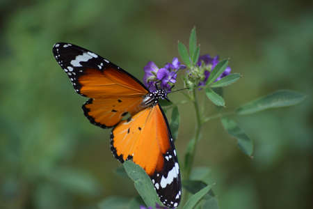 orange red Asian butterfly on pink flowers, flying insect wildlife animal outdoor garden, plant flora nature Baluchistan Pakistanの写真素材