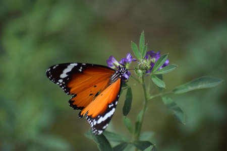 orange red Asian butterfly on pink flowers, flying insect wildlife animal outdoor garden, plant flora nature Baluchistan Pakistanの写真素材