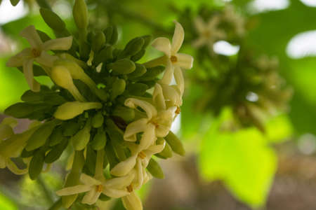 Papaya flowers white yellowish seeds fruit green leaf, Food plant green background floral close up outdoorsの写真素材