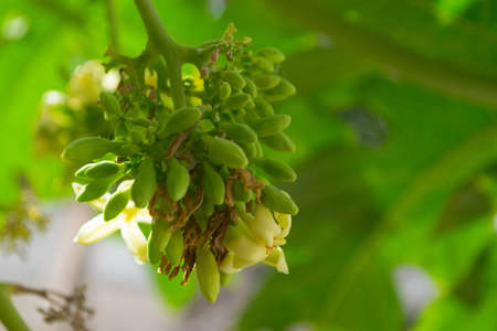 Papaya flowers white fruit green leaf, Food plant green background floral close up outdoorsの写真素材