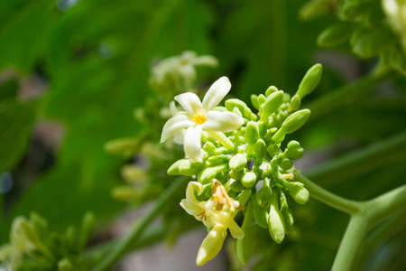 Papaya flowers white yellowish seeds fruit green leaf, plant green background floral close up outdoorsの写真素材