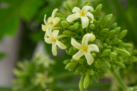 Papaya flowers white yellowish seeds fruit green leaf, Food plant green background floral close up outdoorsの写真素材