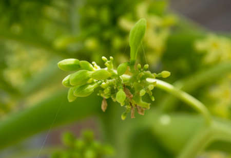 Papaya flowers white yellowish seeds fruit leaf, Food plant green background floral close up outdoorsの写真素材