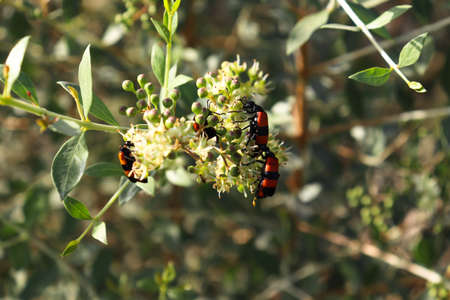 Yellow cotton bugs on Wild Flower blooms Nature Outdoors wildlife animal insect Photography Asian