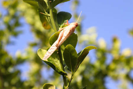 Locust Grasshopper On Plant Leaf in Garden, insect animal close up nature Outdoors