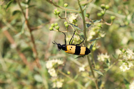 Yellow cotton bugs on Wild Flower blooms Nature Outdoors wildlife animal insect Photography Asianの写真素材