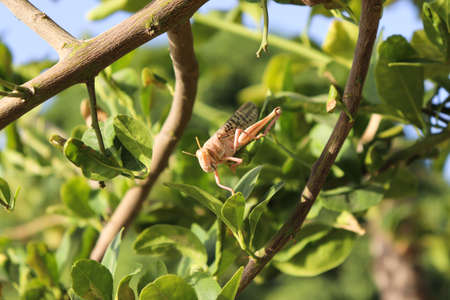 Locust Grasshopper On Plant Leaf in Garden, insect animal close up nature Outdoorsの写真素材