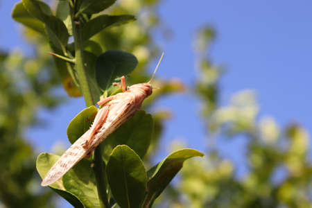 Locust Grasshopper On Plant Leaf in Garden, insect animal close up nature Outdoorsの写真素材