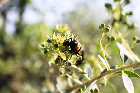 Yellow cotton bugs on Wild Flower blooms Nature Outdoors wildlife animal insect Photography Asian