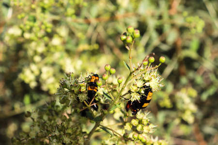 Yellow cotton bugs on Wild Flower blooms Nature Outdoors wildlife animal insect Photography Asianの写真素材
