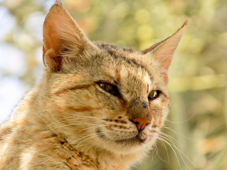 Wild cat close up portrait. Wildlife scene from nature. portrait cat.の写真素材