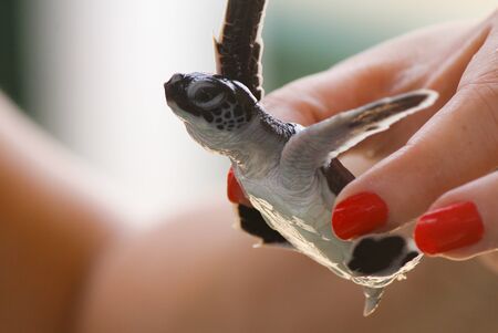 baby sea turtle hatching. One day old sea turtles in Hikkaduwa in the turtle farm.,Sri Lanka ....