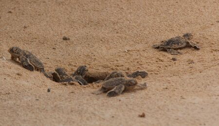 baby sea turtle hatching. One day old sea turtles in Hikkaduwa in the turtle farm.,Sri Lanka tourism . Loggerhead baby sea turtleの写真素材