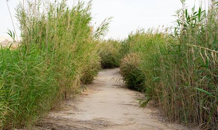 Beautiful nature image of lake near irkaya farm in Doha,Qatar,Qatarの写真素材
