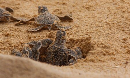 Loggerhead baby sea turtles hatching in a turtle farm in Sri Lanka, Hikkaduwa. Srilankan tourismの写真素材