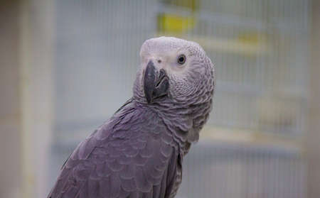 The African Grey Parrot (Psittacus erithacus), also known as the Grey Parrot, is kept for sale at a pet shop in thailand.The African Grey Parrotの写真素材