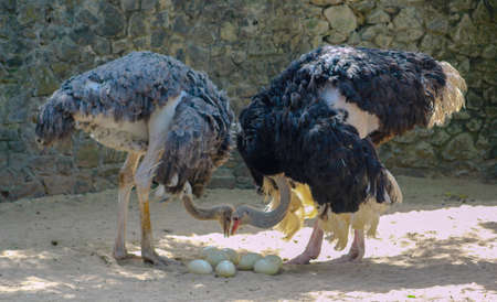 Two ostriches looking after their eggsの写真素材