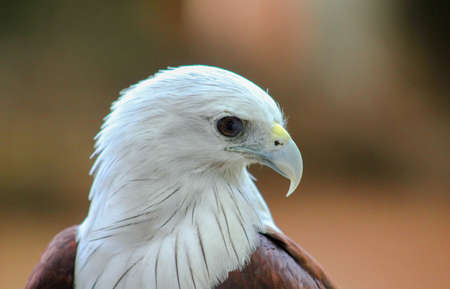 young African Fish Eagle (Haliaeetus vocifer)