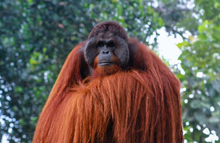 Male Sumatran orangutan (Pongo abelii) .Pongo pygmaeus.Bornean orangutan (Pongo o pygmaeus wurmmbii) in the wild nature.の写真素材