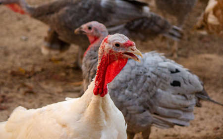 various turkey in a poultry farm in Qatar. turkey farm