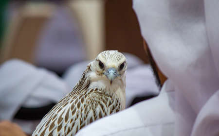 Background image of a arab guy holding his falcon during a falcon show in Qatar