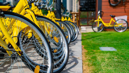 Bicycles parked in row at a rent a bike shop in a park. Bike rent