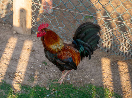 Rooster and hen. Hen and rooster togeather in the organic countryside home farming
