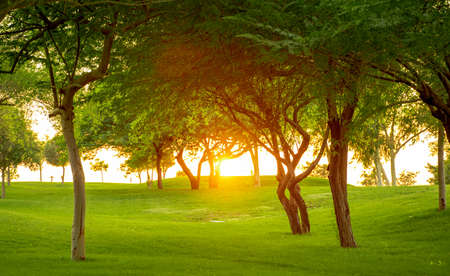 Sunrise beam coming through the trees in katara park. Sunsetの写真素材