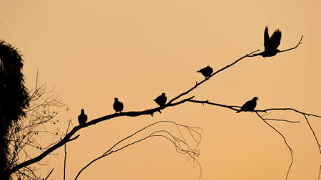 The silhouette of multiple doves sitting on a branch during sunset in qatar.の写真素材