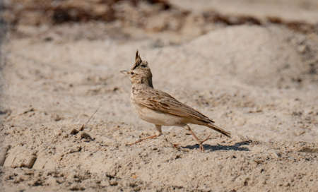A Crested Lark (Galerida cristata) .Shot while Running on the sand of Qatar shore during the winter season beginningの写真素材
