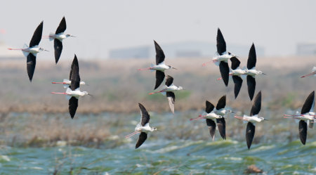 multiple black-necked stilt wading flying.selective focusの写真素材