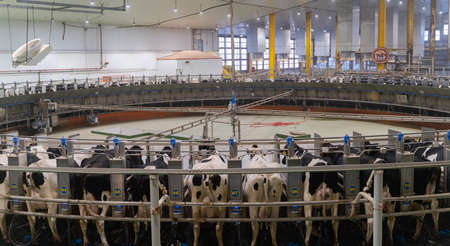 Doha, Qatar- March 03,2022 : Multiple cows at smart milking machine at a dairy farmのeditorial素材