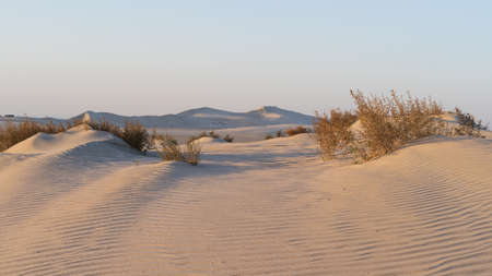 Doha, Qatar- March 11,2022 : plants grown on top small dune mountains at sealine .のeditorial素材