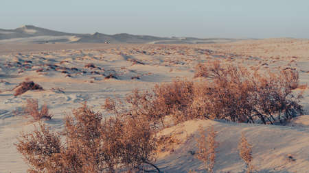 Doha, Qatar- March 11,2022 : plants grown on top small dune mountains at sealine .のeditorial素材