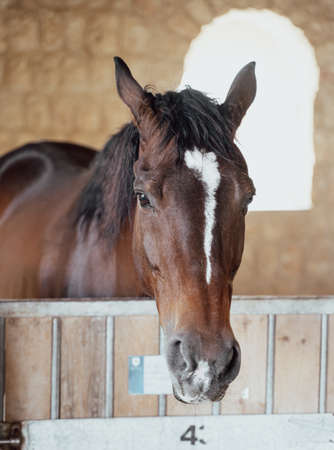 Close up shot of horses in stables.の写真素材