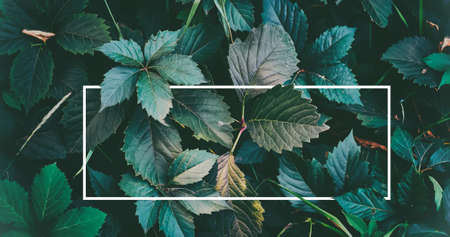Natural image background frame. Texture of green leaves closeup.