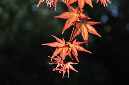 Everyone must take time to sit and watch the leaves change.