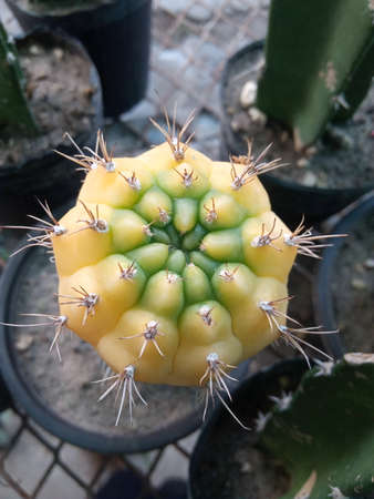 Top view of little yellow cactus. Gymnocalycium mihanovichii cactus.の写真素材
