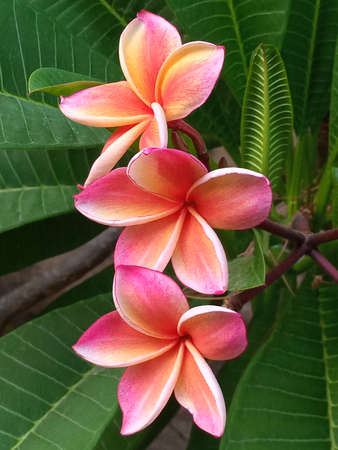 Three beautiful frangipani flowers in a line with green leaves in the background.の写真素材