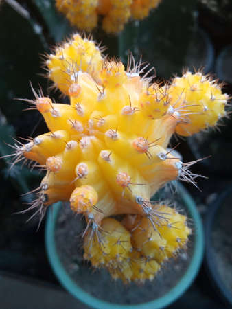 A close view of beautiful yellow cactus in the pot.Gymnocalycium mihanovichii cactus.の写真素材