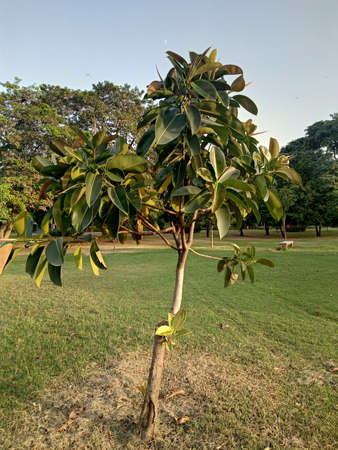 Single tree in the gardenの写真素材
