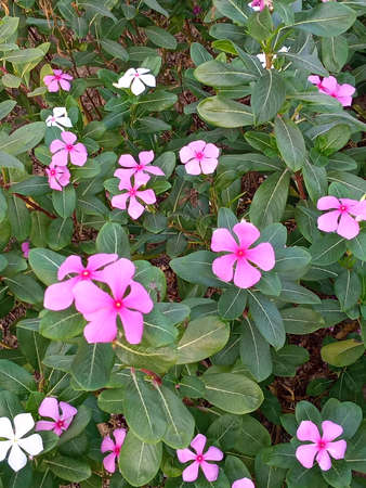 Small pink and white flowersの写真素材