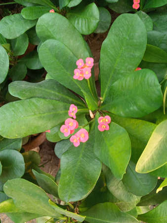 Close view of large green leaves with small pink flowers.の写真素材